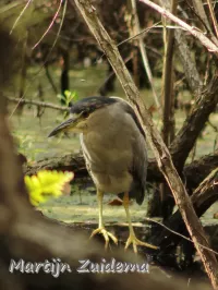 Amerikaanse kwak [Nycticorax nycticorax hoactli]